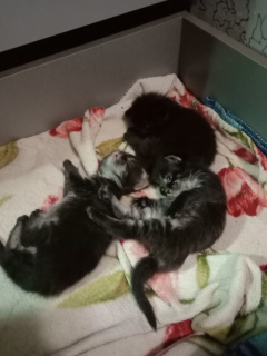 Foto №2 zu Ankündigung № 4146 zu verkaufen maine-coon-katze - einkaufen Russische Föderation züchter