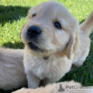 Foto №3. Gesunde, süße, liebenswerte und sozialisierte Golden Retriever-Welpen sind jetzt. Deutschland