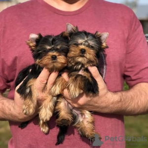 Foto №2 zu Ankündigung № 42919 zu verkaufen yorkshire terrier - einkaufen Deutschland quotient 	ankündigung