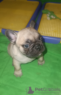 Foto №2 zu Ankündigung № 84093 zu verkaufen mischlingshund - einkaufen Ukraine quotient 	ankündigung, vom kindergarten, züchter