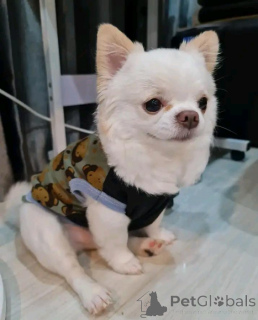 Foto №1. chihuahua - zum Verkauf in der Stadt Baden-Baden | verhandelt | Ankündigung № 166385