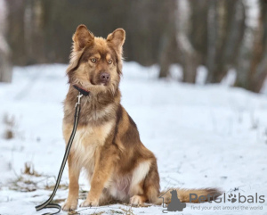Foto №1.  - zum Verkauf in der Stadt Москва | Frei | Ankündigung № 133038