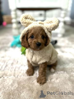 Foto №3. Dean Janet Kay Welpen Haus. USA