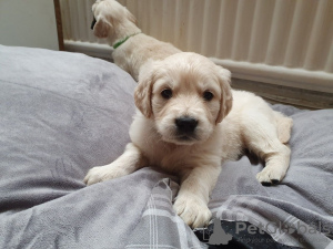 Zusätzliche Fotos: Geimpfte Golden Retriever-Welpen stehen jetzt zum Verkauf