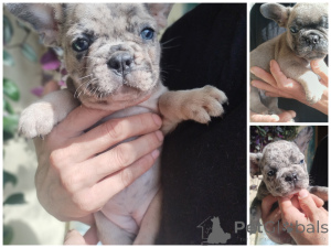 Foto №3. Französische Bulldogge.. Weißrussland