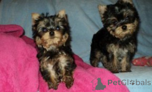 Foto №1. yorkshire terrier - zum Verkauf in der Stadt Malmo | verhandelt | Ankündigung № 175058
