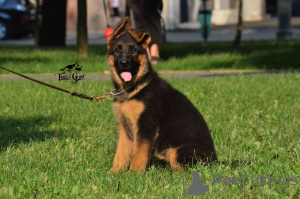 Foto №1. deutscher schäferhund - zum Verkauf in der Stadt Kharkov | verhandelt | Ankündigung № 9671