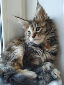 Foto №4. Ich werde verkaufen maine-coon-katze in der Stadt Tjumen. quotient 	ankündigung, vom kindergarten, züchter - preis - 1186€