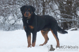 Foto №3. Rottweiler Snickers in guten Händen. Russische Föderation