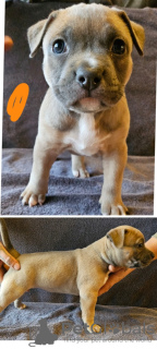 Foto №4. Ich werde verkaufen american bully in der Stadt Løgstrup. quotient 	ankündigung - preis - 3150€