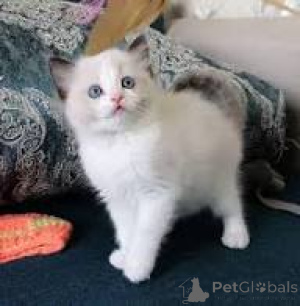 Foto №1. ragdoll-katze - zum Verkauf in der Stadt Helsinki | 499€ | Ankündigung № 178140