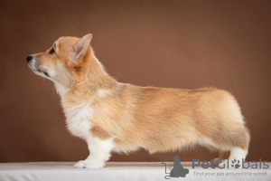 Foto №2 zu Ankündigung № 36386 zu verkaufen welsh corgi - einkaufen Ukraine vom kindergarten