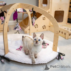 Foto №1. bengal katzenrasse - zum Verkauf in der Stadt Södertälje | 750€ | Ankündigung № 153224