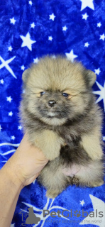 Foto №3. Pomeranian Boo Puppies. Serbien