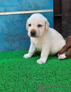 Foto №2 zu Ankündigung № 72015 zu verkaufen labrador retriever - einkaufen Finnland quotient 	ankündigung, züchter