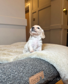 Foto №2 zu Ankündigung № 161333 zu verkaufen dackel - einkaufen Estland 