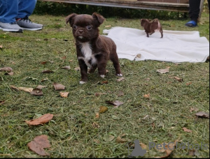 Foto №4. Ich werde verkaufen chihuahua in der Stadt Warschau. quotient 	ankündigung - preis - 600€