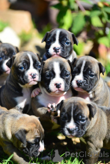 Foto №2 zu Ankündigung № 163891 zu verkaufen staffordshire bull terrier - einkaufen Frankreich züchter