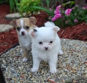 Foto №1. chihuahua - zum Verkauf in der Stadt Bensheim | 350€ | Ankündigung № 147576