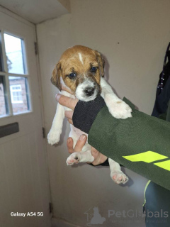 Foto №2 zu Ankündigung № 166926 zu verkaufen jack russell terrier - einkaufen Niederlande quotient 	ankündigung