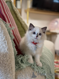 Foto №1. ragdoll-katze - zum Verkauf in der Stadt Aiola | 750€ | Ankündigung № 157467