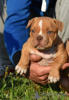 Foto №2 zu Ankündigung № 19309 zu verkaufen american bully - einkaufen Russische Föderation vom kindergarten