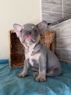 Foto №2 zu Ankündigung № 163707 zu verkaufen französische bulldogge - einkaufen Tschechische Republik züchter