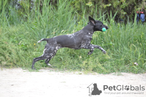 Foto №1. mischlingshund - zum Verkauf in der Stadt Simferopol | 672€ | Ankündigung № 7370