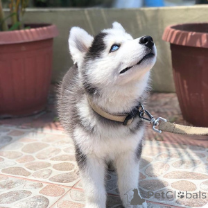 Foto №2 zu Ankündigung № 135615 zu verkaufen siberian husky - einkaufen Deutschland züchter