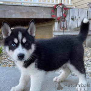 Foto №3. Siberian Husky-Welpen zur Adoption.. Finnland