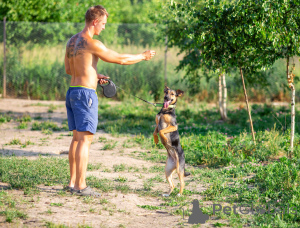Foto №4. Ich werde verkaufen mischlingshund in der Stadt Moskwa. quotient 	ankündigung - preis - Frei