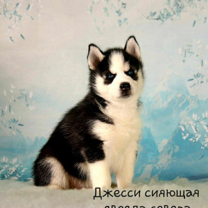 Foto №4. Ich werde verkaufen mischlingshund in der Stadt Москва. vom kindergarten - preis - Verhandelt
