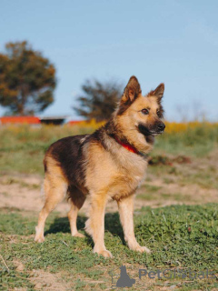 Foto №3. Miniaturhaushündin Lady, ideale Begleiterin auf der Suche nach einem Zuhause. Russische Föderation