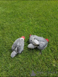 Foto №2 zu Ankündigung № 132500 zu verkaufen  - einkaufen Spanien 