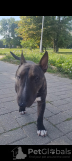 Foto №3. Paarung eines männlichen Mini-Bullterriers in Weißrussland. Ankündigung № 114682