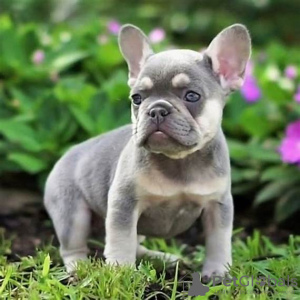 Foto №2 zu Ankündigung № 100243 zu verkaufen französische bulldogge - einkaufen Deutschland quotient 	ankündigung, aus dem tierheim, züchter