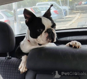 Foto №2 zu Ankündigung № 177383 zu verkaufen boston terrier - einkaufen Serbien 