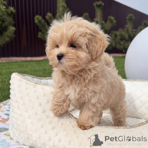Foto №3. Premium-Maltipoo-Welpen, gesund, liebevoll und bereit für ihr ewiges Zuhause. Deutschland