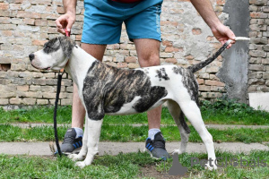 Zusätzliche Fotos: Amerikanische Bulldoggenwelpen