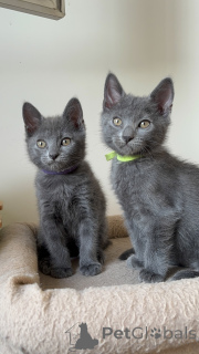 Foto №3. Chartreux-Kätzchen zur Adoption verfügbar. Belgien