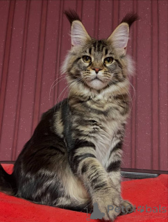 Foto №2 zu Ankündigung № 161208 zu verkaufen maine-coon-katze - einkaufen USA züchter