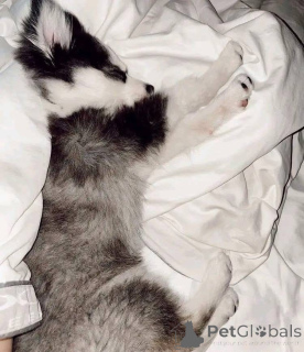 Foto №4. Ich werde verkaufen  in der Stadt Chicago.  - preis - verhandelt