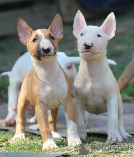 Zusätzliche Fotos: Standard-Bullterrier-Welpen