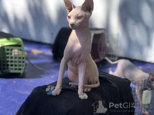 Foto №2 zu Ankündigung № 20820 zu verkaufen sphynx cat - einkaufen Schweiz quotient 	ankündigung