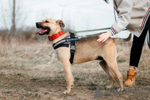 Foto №4. Ich werde verkaufen mischlingshund in der Stadt Chimki. aus dem tierheim - preis - verhandelt