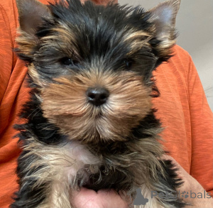 Foto №1. yorkshire terrier - zum Verkauf in der Stadt Brüssel | 700€ | Ankündigung № 165271