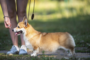 Foto №1. welsh corgi - zum Verkauf in der Stadt Saratov | 1609€ | Ankündigung № 68881