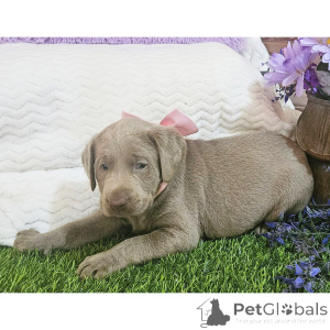 Foto №4. Ich werde verkaufen labrador retriever in der Stadt Rovaniemi. quotient 	ankündigung - preis - 490€