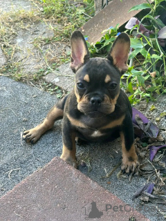 Foto №3. Auf Toilette geschulter Tierarzt. Geprüfte französische Bulldogge. USA