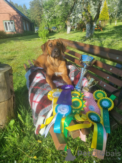 Foto №2 zu Ankündigung № 45650 zu verkaufen rhodesian ridgeback - einkaufen Estland vom kindergarten